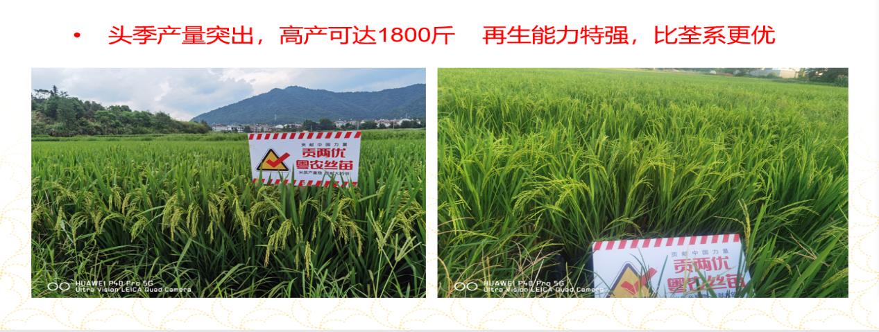 贡两优粤农丝苗再生稻,贡两优粤农丝苗有什么特性