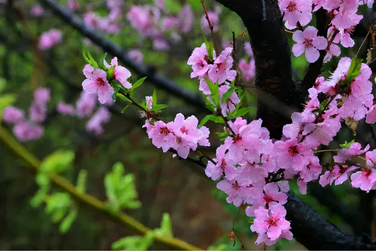 俺莱芜有美景|四季予你诗画香山