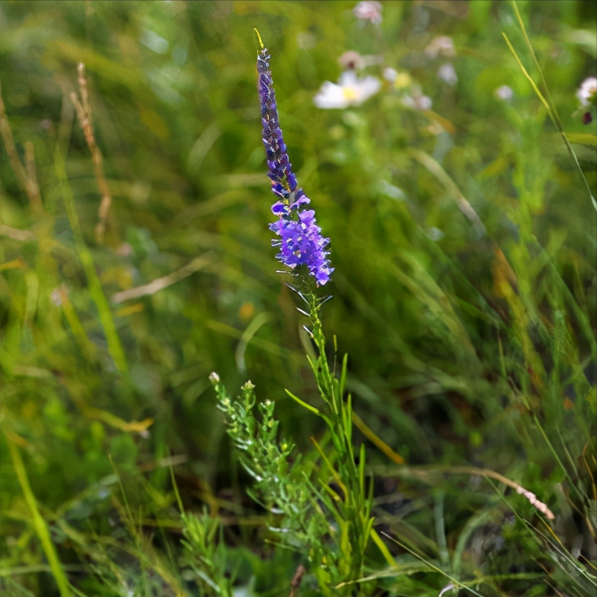 68种可食用的药用植物,开的花好看,能吃,还养生(二)