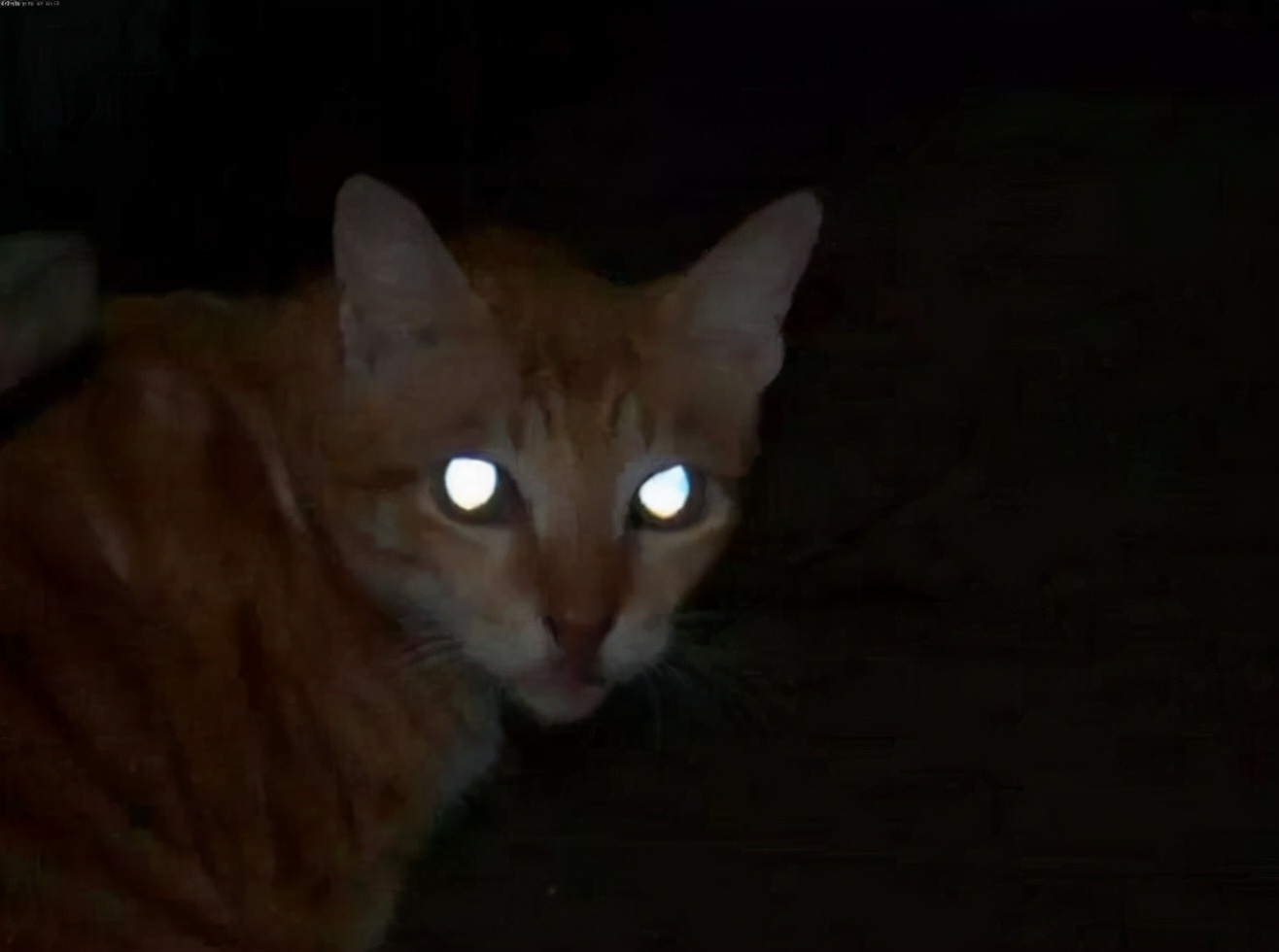 咕咕喵半夜叫有什么征兆,猫咪半夜挠门还一直叫是怎么回事