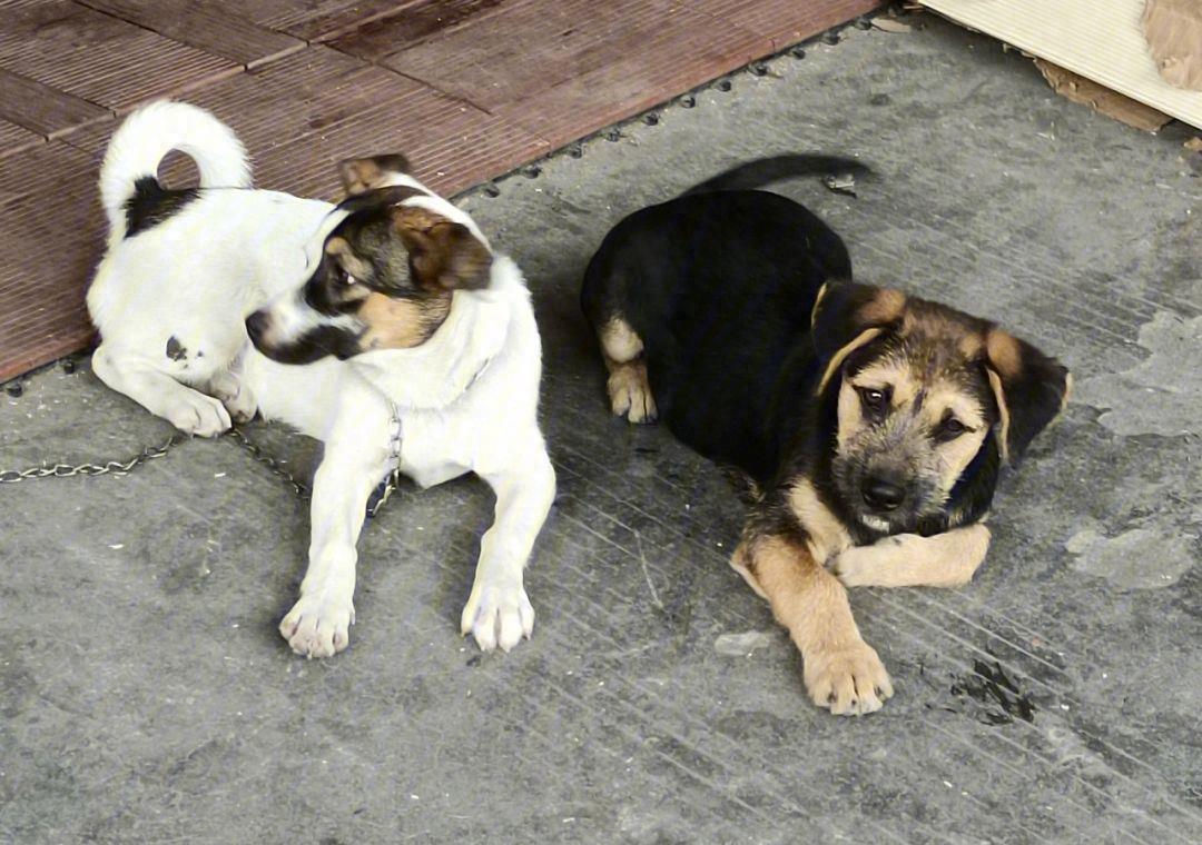 不懂就问，打断狗狗“交配”，会有什么后果？