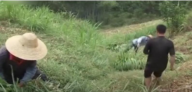 广西小伙养草鱼卖400,5亩养殖草鱼一年能赚500万