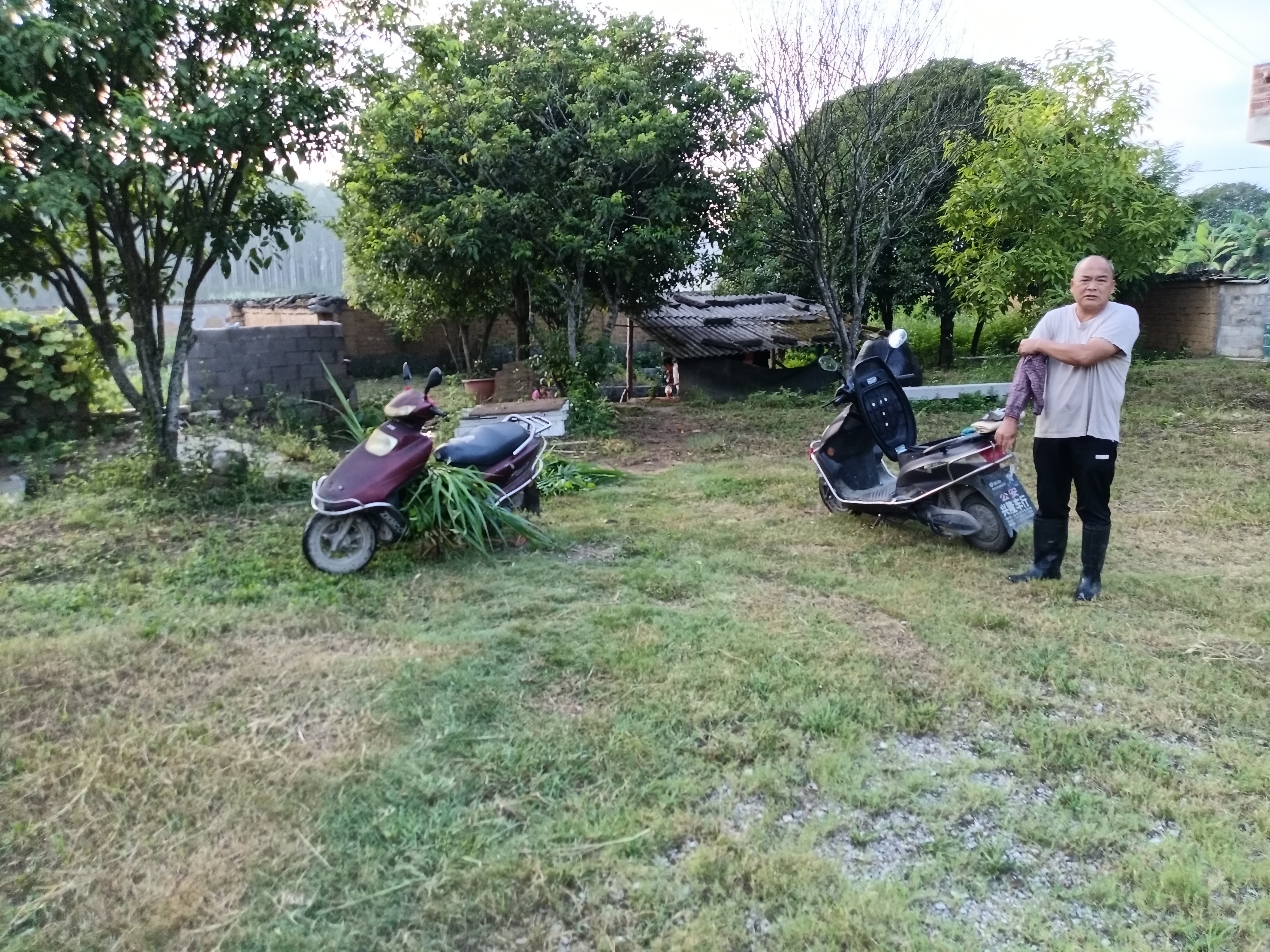 今天做了两件事重点喷杀蚂蚁窝