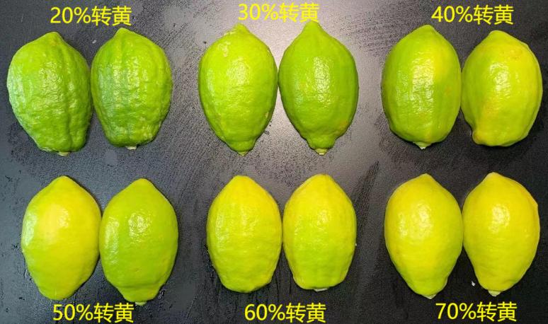 为什么买的香水柠檬不香,香水柠檬为什么那么香