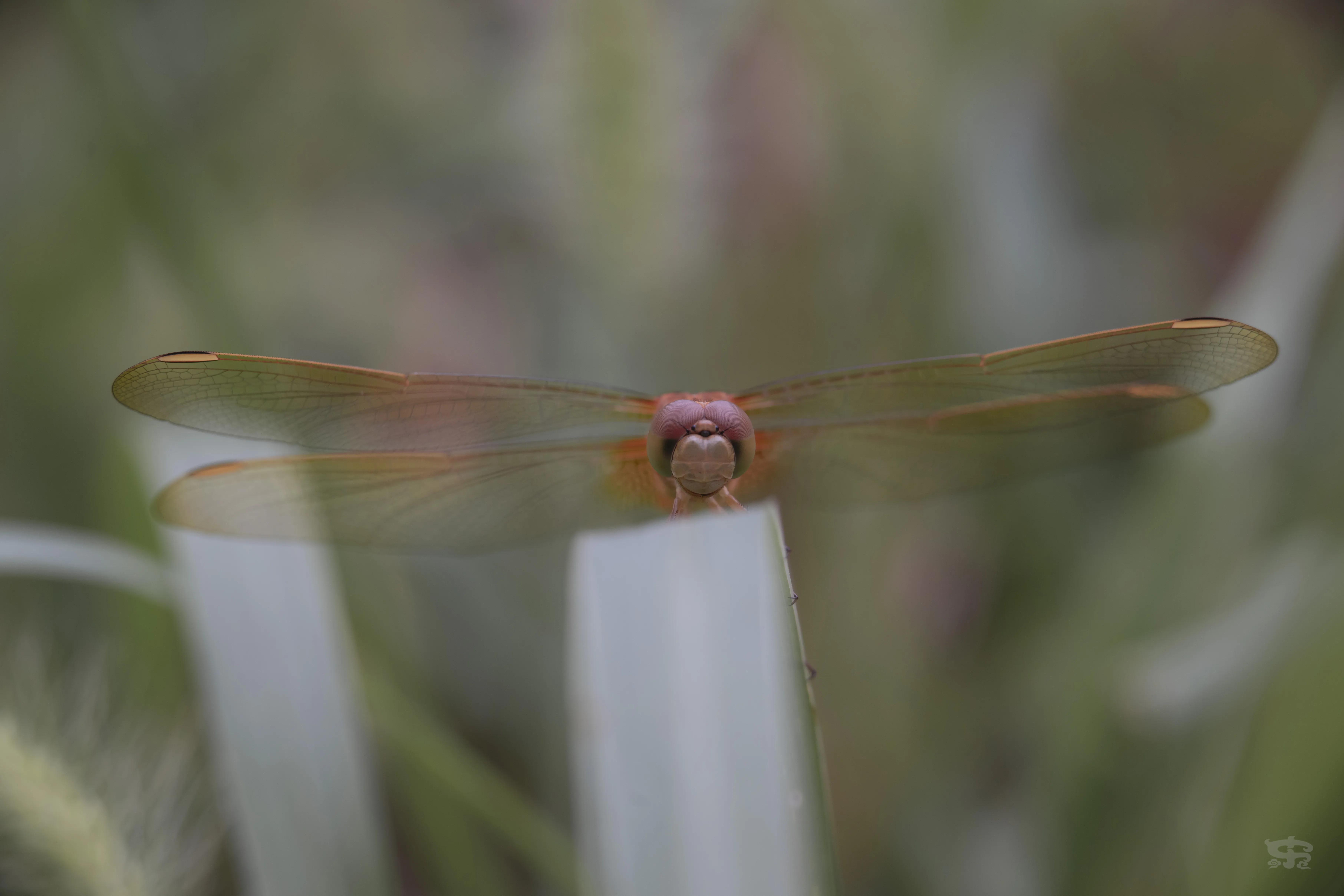 七工匠微距镜头60mmf2.8怎么用,七工匠60mm微距镜头上市