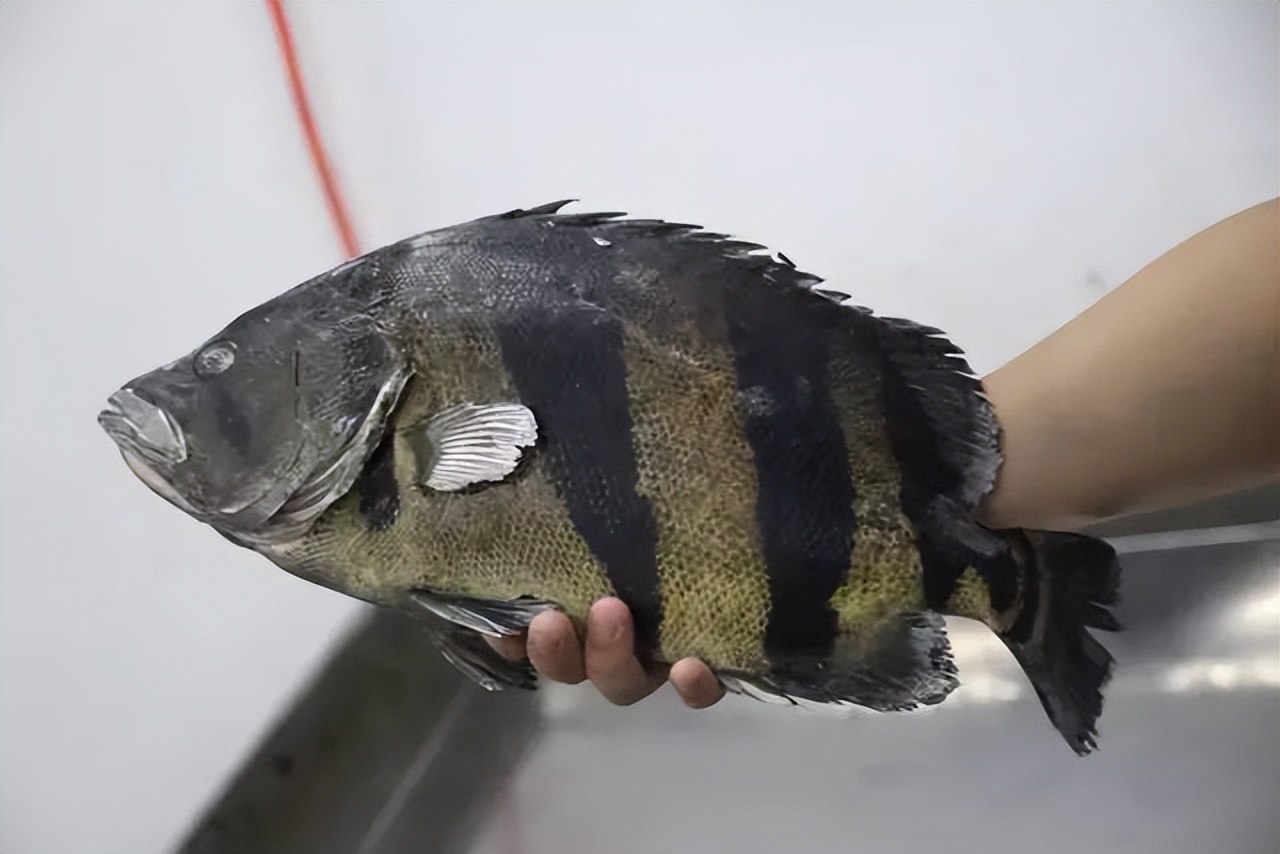 我把价值近十万的龙鱼虎鱼冻在了冰柜里