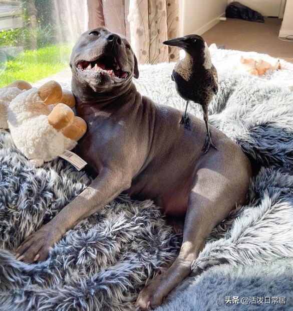 狗跟喜鹊待久了竟开始假孕分泌乳汁鸟：我把你当朋友你却想当我妈