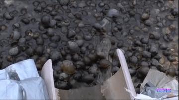 厦门一市民点炒田螺，餐厅却用非法福寿螺代替，被监管部当场销毁