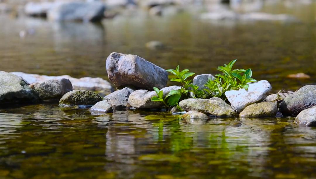 被石头划伤肿了,被石头划伤了肿了怎么办