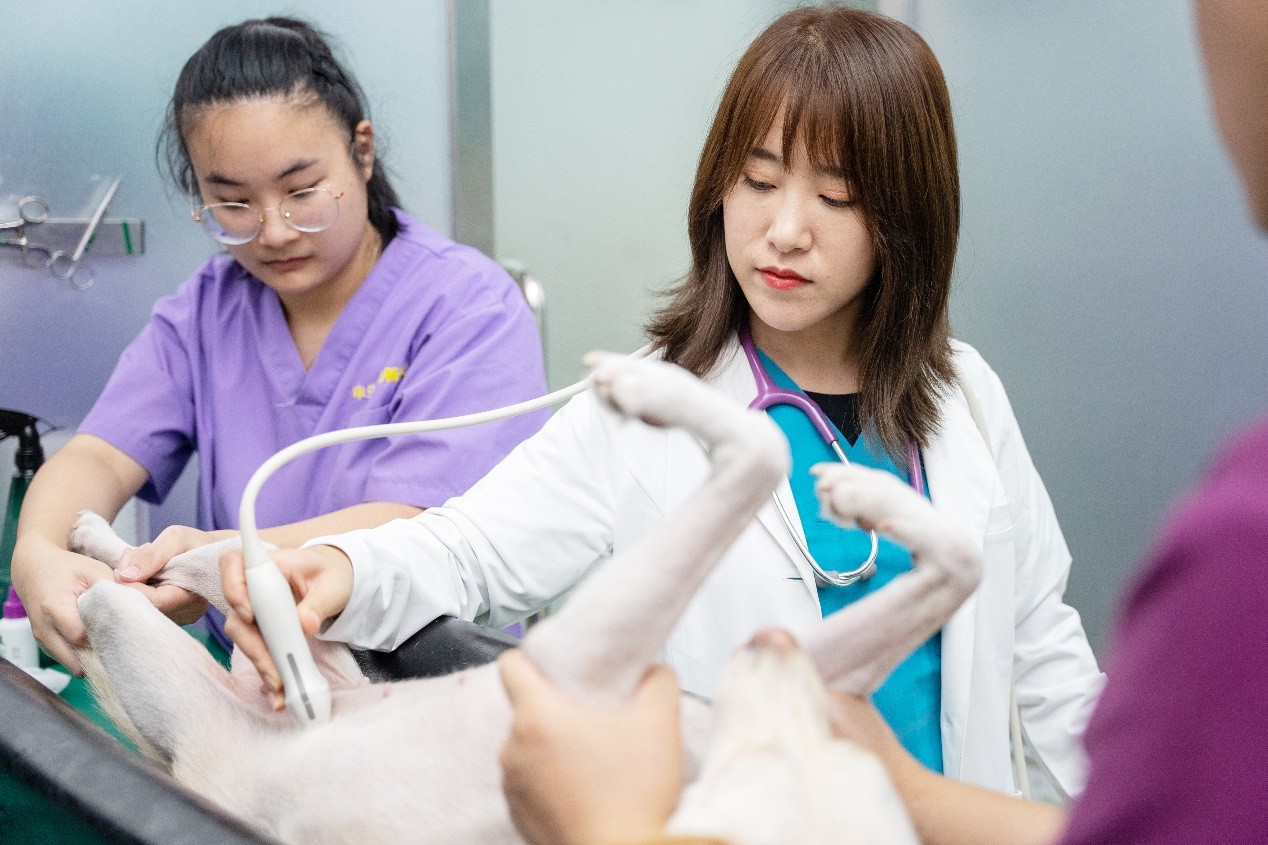 瑞派宠医孟庆鸿——从宠主到宠物心脏专科医生的精进之路