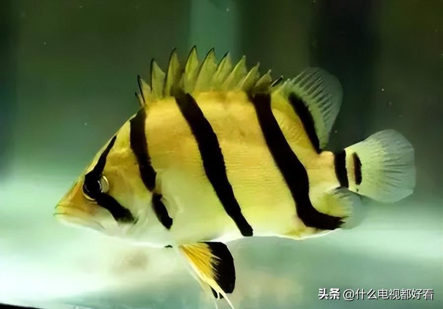 虎鱼从小饲养的正确方法,饲养虎鱼有哪些注意事项