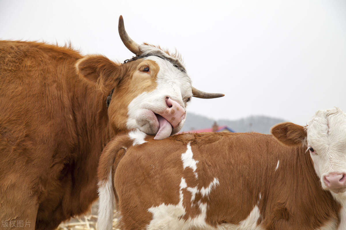母牛胎衣不下的防治,母牛胎衣好几天不下的解决方法