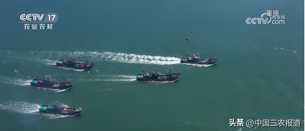 休渔期到来但这些海鲜仍可以选择,休渔期能实现海鲜自由吗