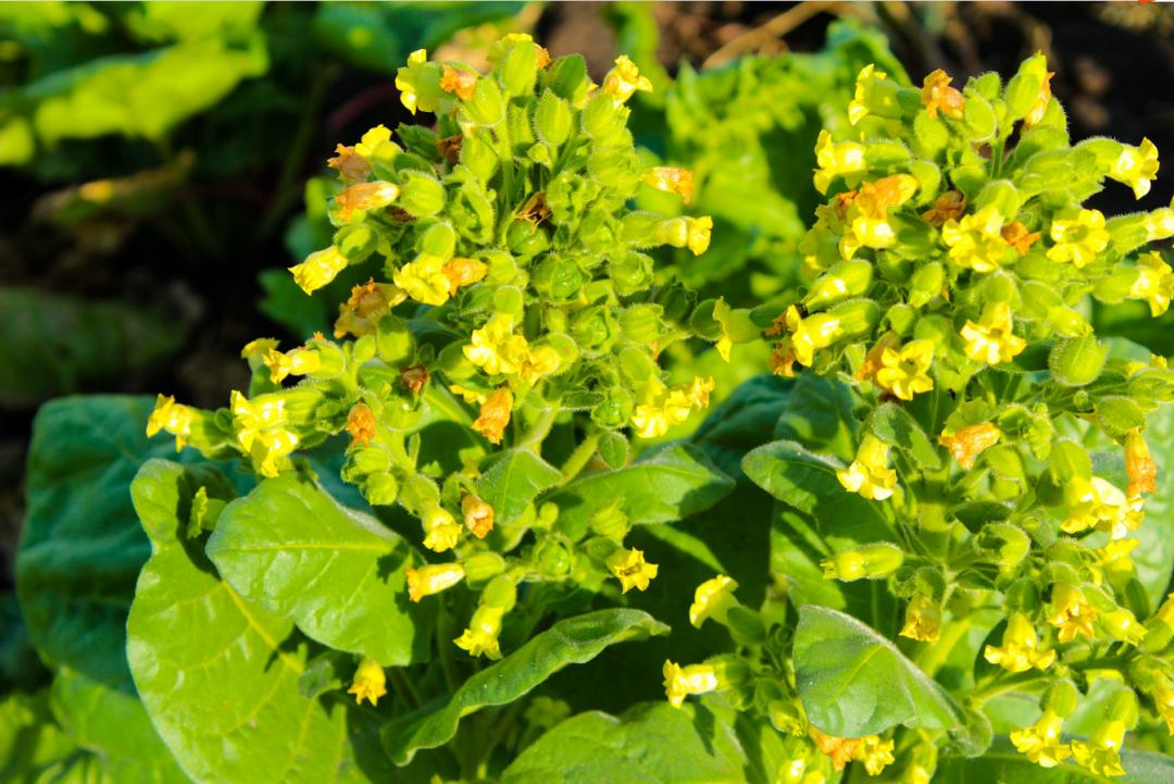 中国为什么禁不了*草烟**?