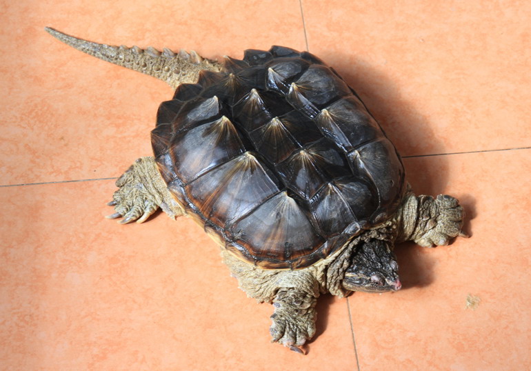 宠物乌龟饲养视频,宠物乌龟饲养方法