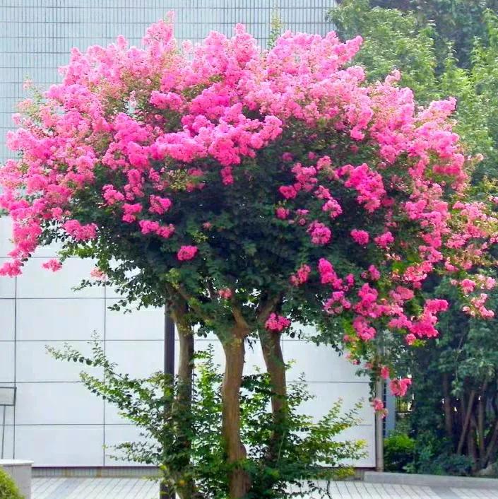 适合阳台种花期长好养爆盆的花,适合夏季养的花惊艳好养