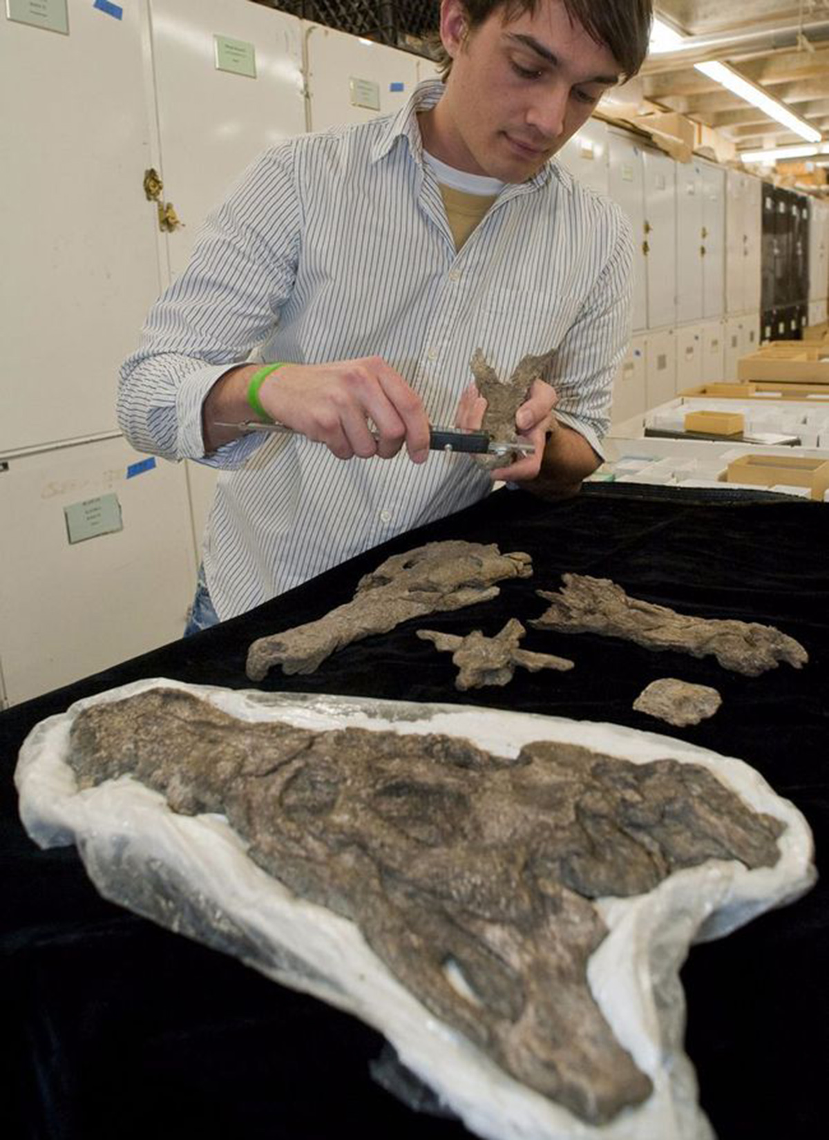 史前泰坦巨蟒到底有多长,泰坦巨蟒最大可以长到多大