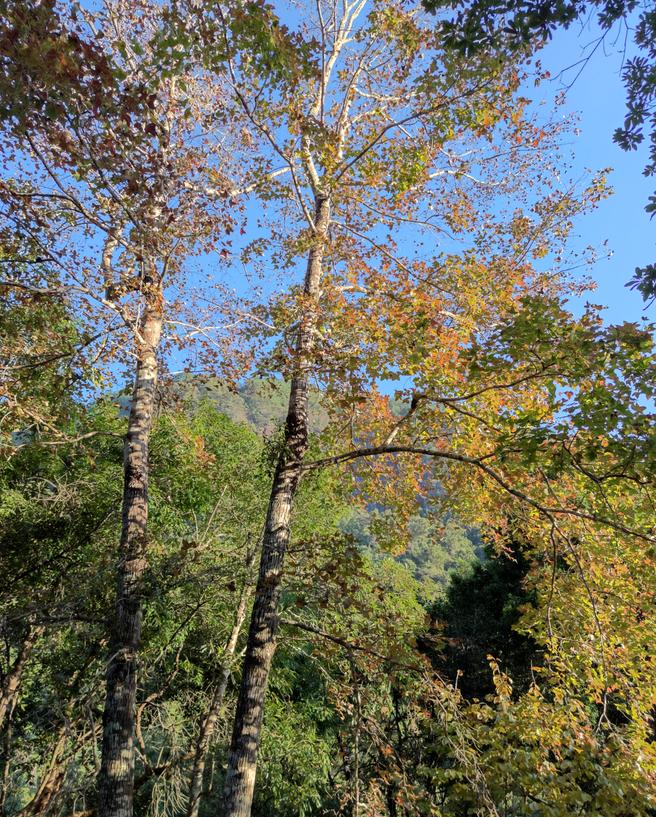 清远避暑温泉山庄,清远森林温泉