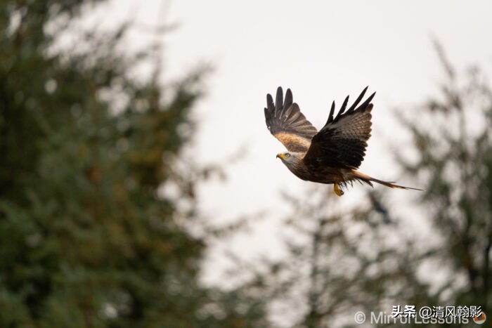 拍鸟什么微单相机合适,索尼a7r4深度拍摄感受