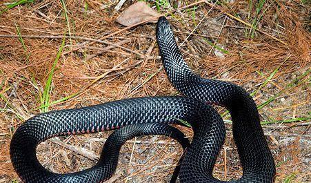 民间故事传说收脚印,不要扒蛇皮的民间故事