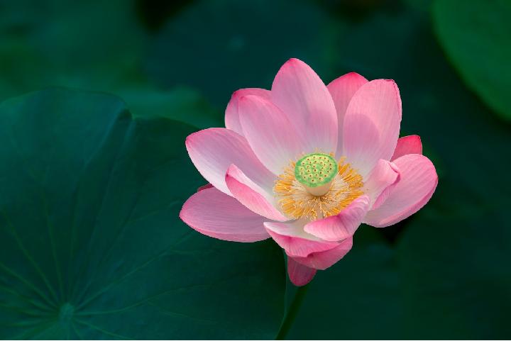 小青蛙视频,小青蛙歌