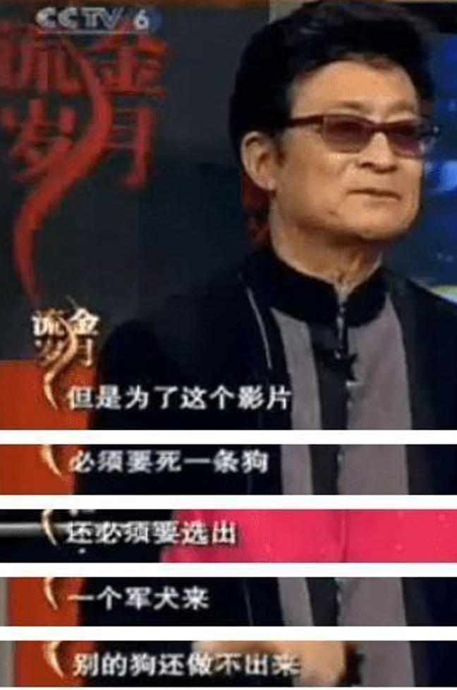 立功警犬被伤,功勋犬拍戏被炸死驯养员哭出血