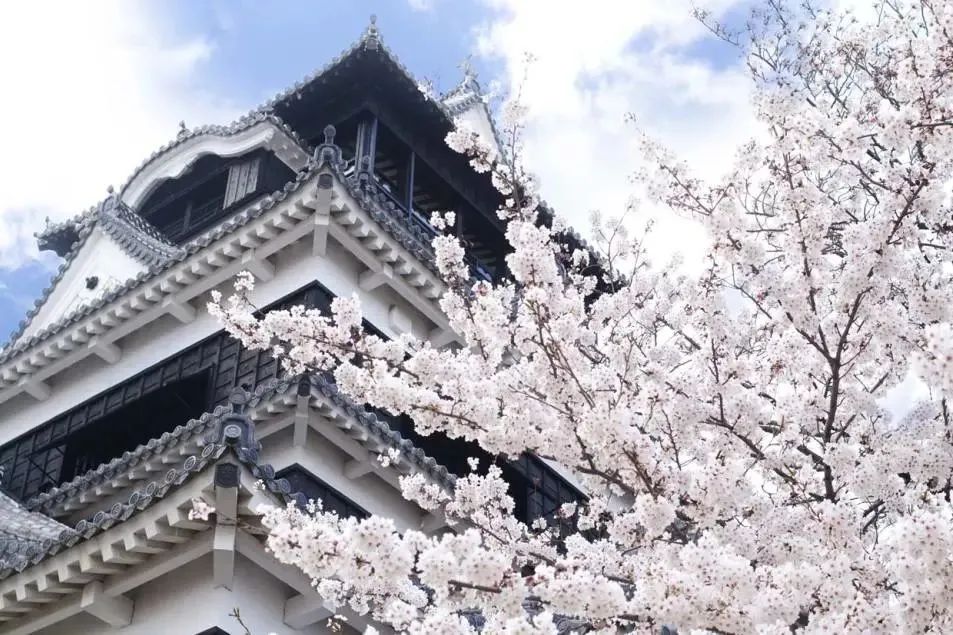 2023日本樱花什么时候开花,2023年日本樱花开放预测