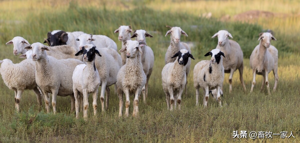 羊下颌水肿用什么药,绵羊下颌水肿怎么回事