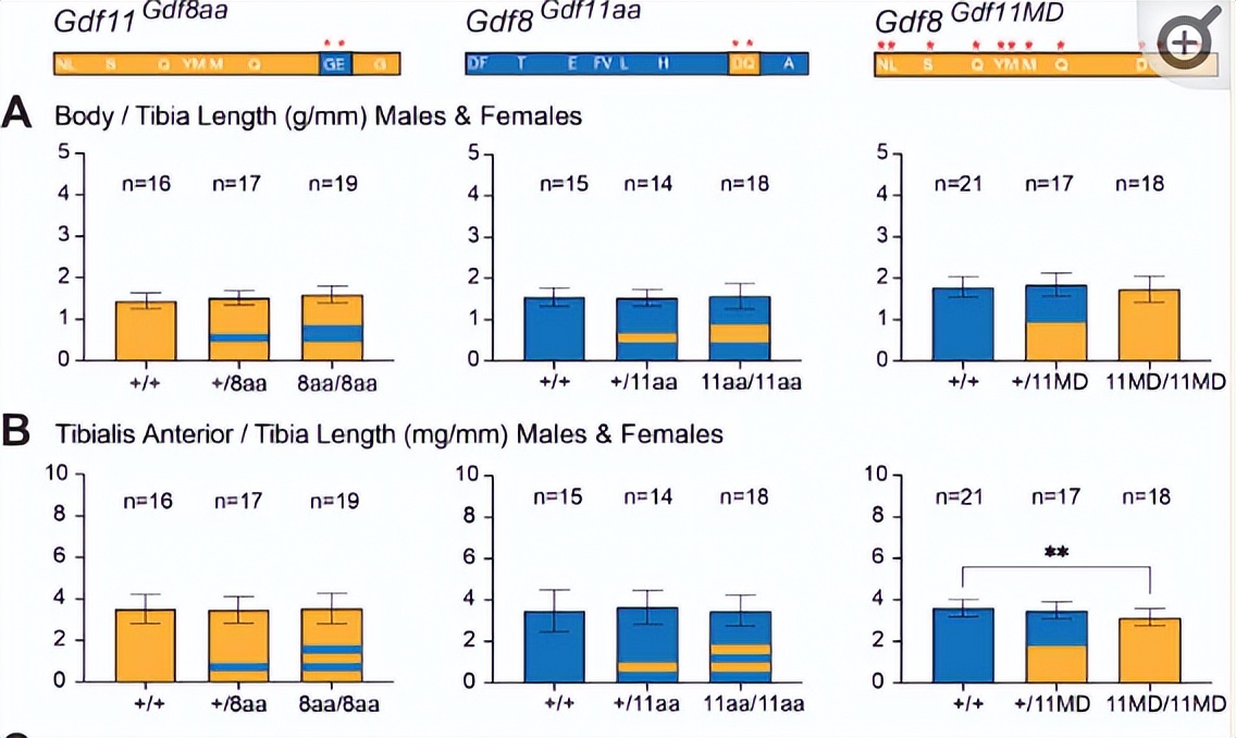 探究GDF11和GDF8氨基酸替代对骨骼发育相关信号通路的实用性研究