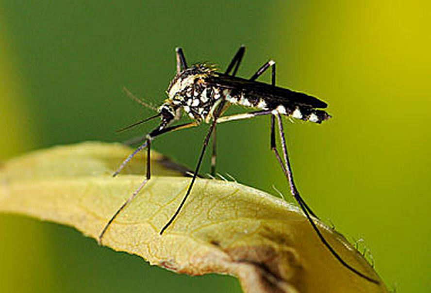 消灭蚊子有什么新方法,有什么方法可以彻底消灭蚊子