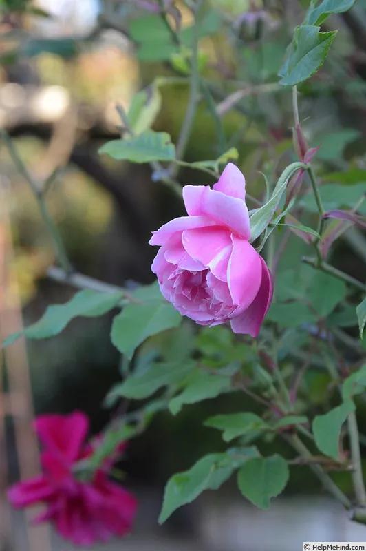 真正的中国古老月季,中国的古老月季