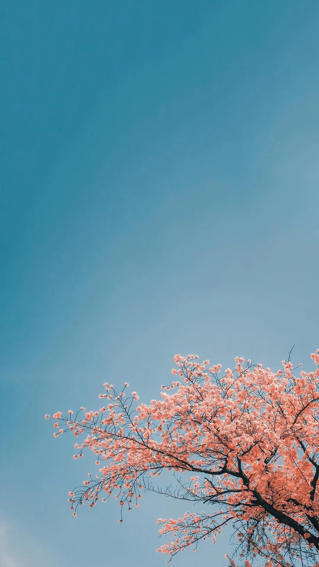 樱花手机壁纸花朵唯美高清,樱花手机壁纸图