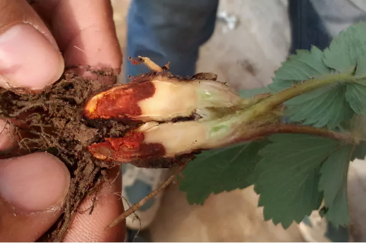 草莓得了根腐病周边的苗如何处理,草莓得了根腐病还有救吗