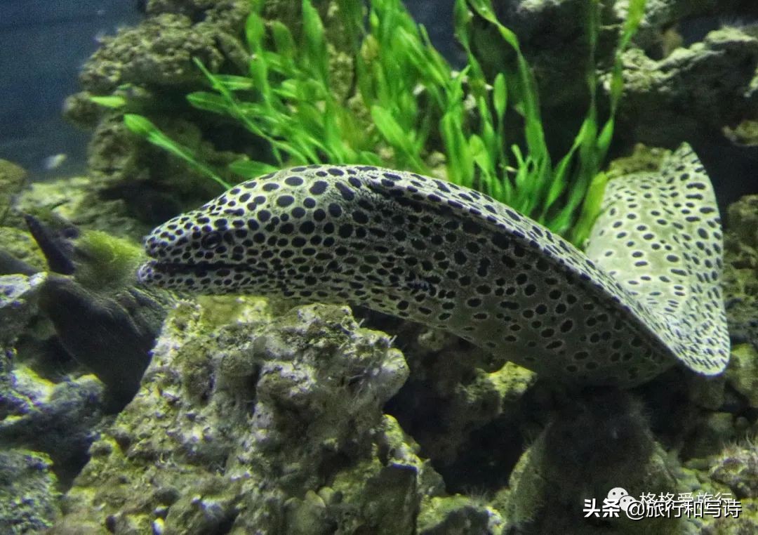 大连老虎滩海洋公园停车场,大连老虎滩海洋公园租轮椅