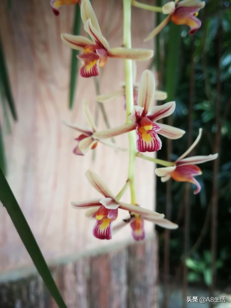 带你认识中华兰花纹瓣兰,顶级纹瓣兰图片