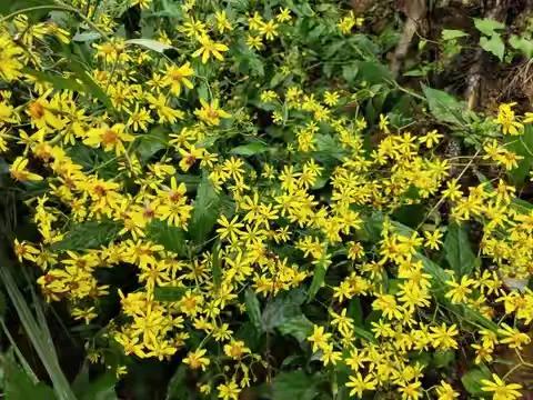 小小一野花，老人称为“明目花”，现在正当时，晒干泡茶好处多