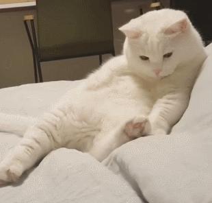 很可怕的5种猫不建议饲养,哪些猫比较适合新手饲养