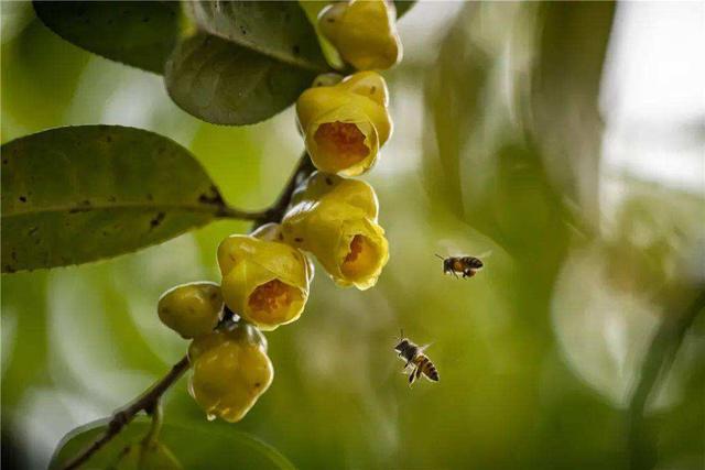 昂贵花卉100种,十种最贵的花