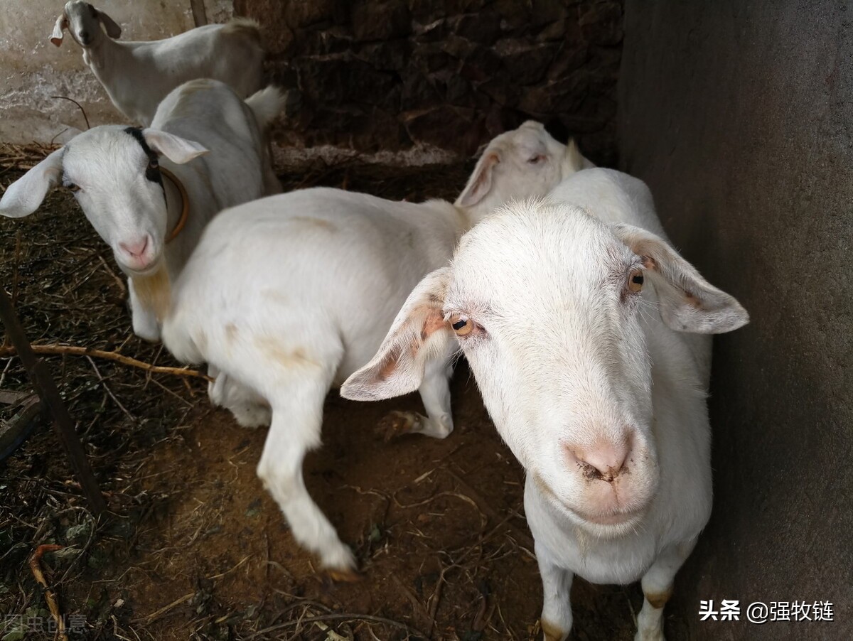 如何解决羊蹭墙,羊蹭墙是怎么回事