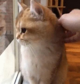 和金渐层一起睡,可以和金渐层一起睡觉吗