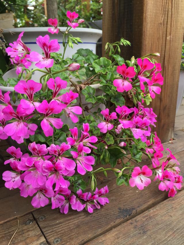 花市“捡漏”的6个小方法，学会了超省钱