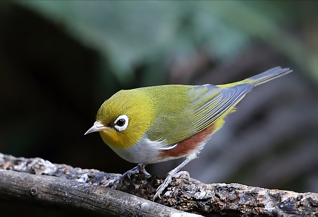 50张最佳鸟类摄影作品,鸟儿大全大图