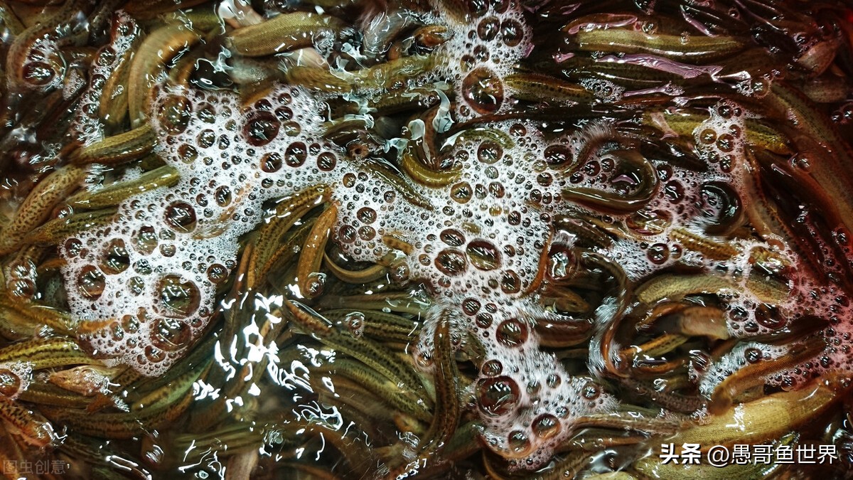 丹江口禁渔2018筏钓,丹江口筏钓被禁钓了吗