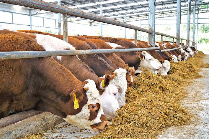 肉牛养殖技术西门塔尔牛养殖视频,生牛养殖和肉牛养殖的区别