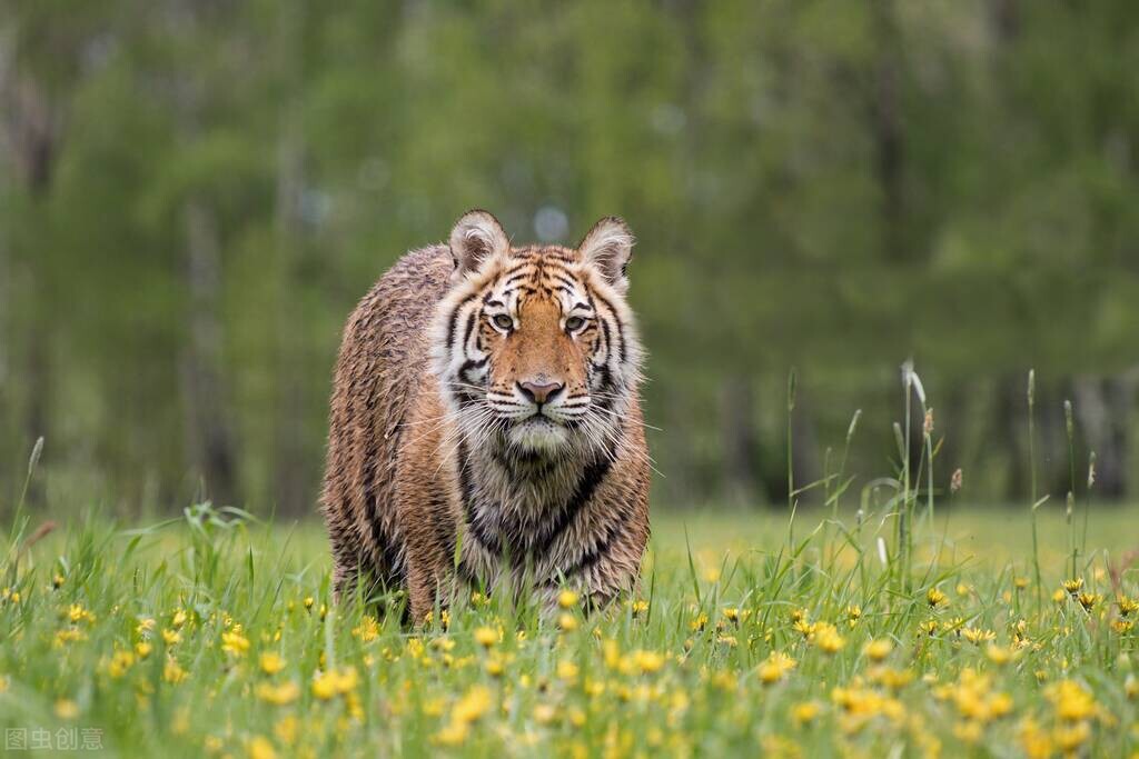 虎年说虎论老虎的起源与变迁,虎的甲骨文突出了什么
