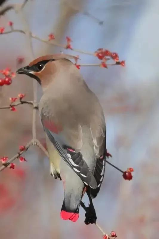 太平鸟图片素材,太平鸟图片大鸟