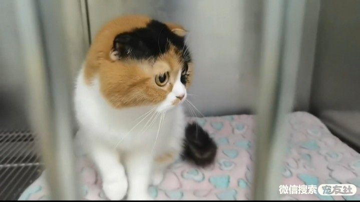 宠物领养、全国宠物*养送**、押金无偿免费领养 20220720