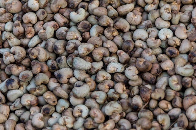 腰果的功效和禁忌你真的知道吗,生腰果有毒吗能生吃吗