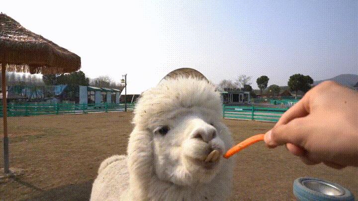 张家港农场网红打卡,周边农场网红打卡点创意