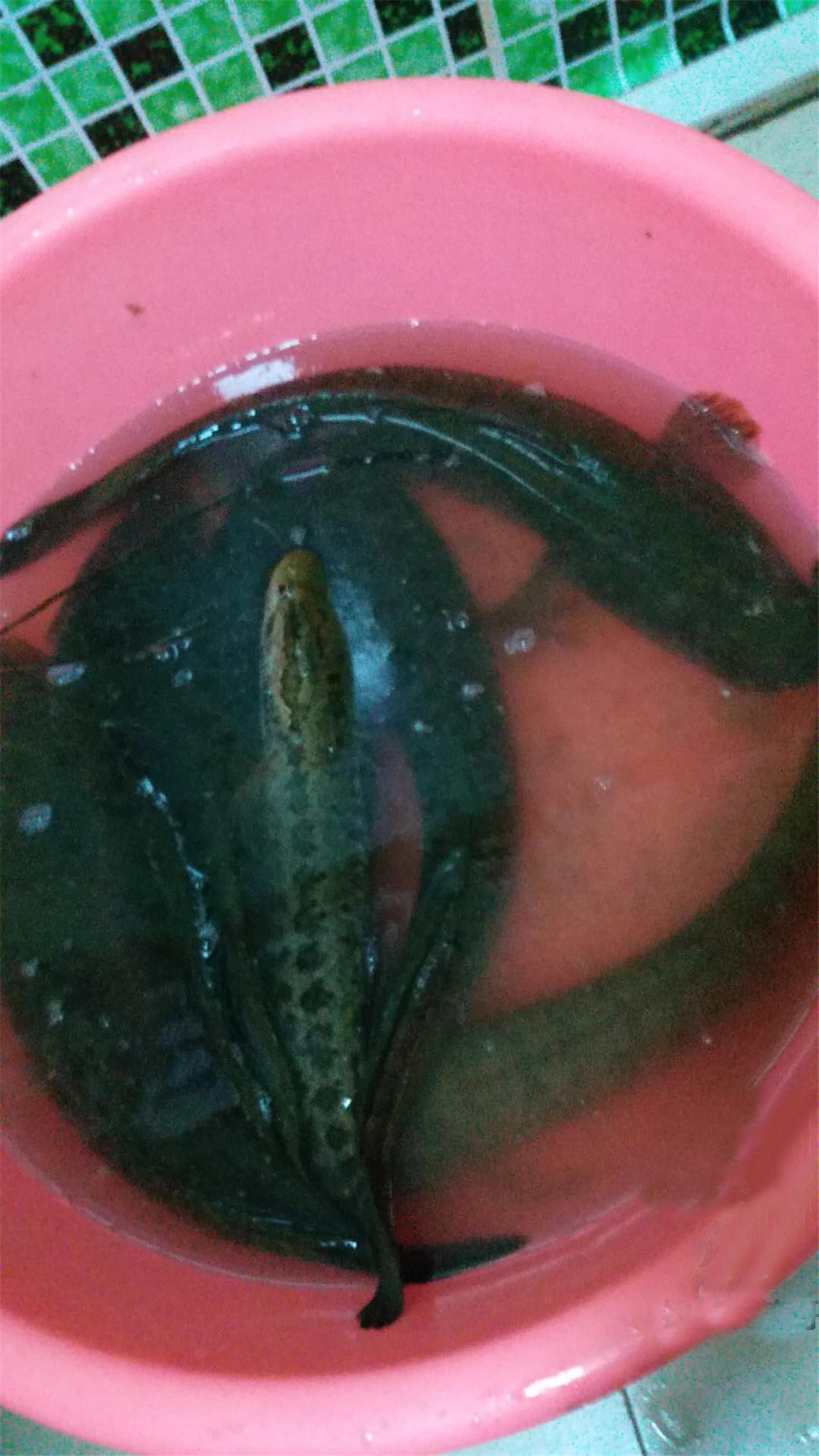 冰钓怎么钓黑鱼最好用,暮春手竿钓黑鱼全攻略